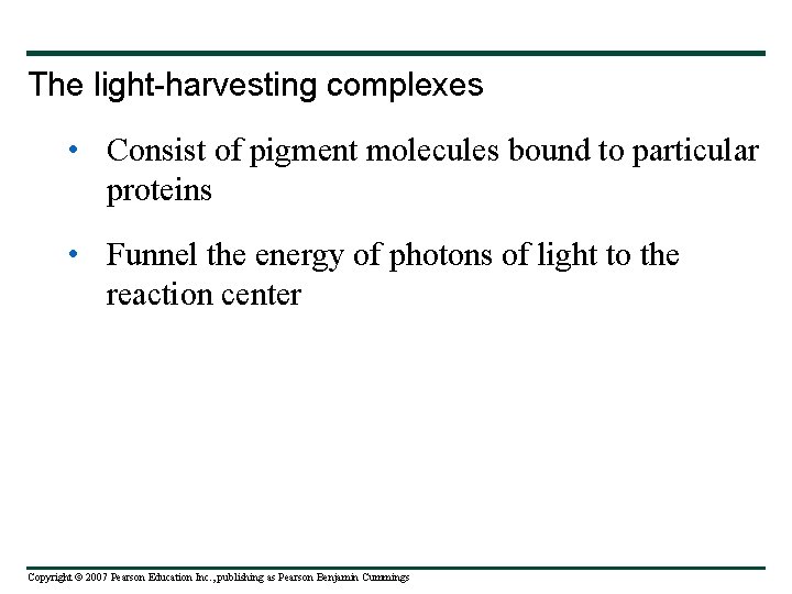 The light-harvesting complexes • Consist of pigment molecules bound to particular proteins • Funnel