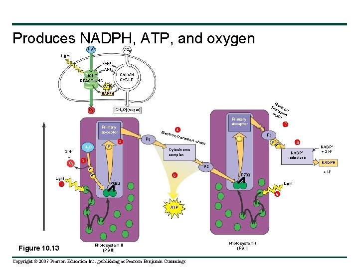 Produces NADPH, ATP, and oxygen H 2 O CO 2 Light NADP+ ADP CALVIN