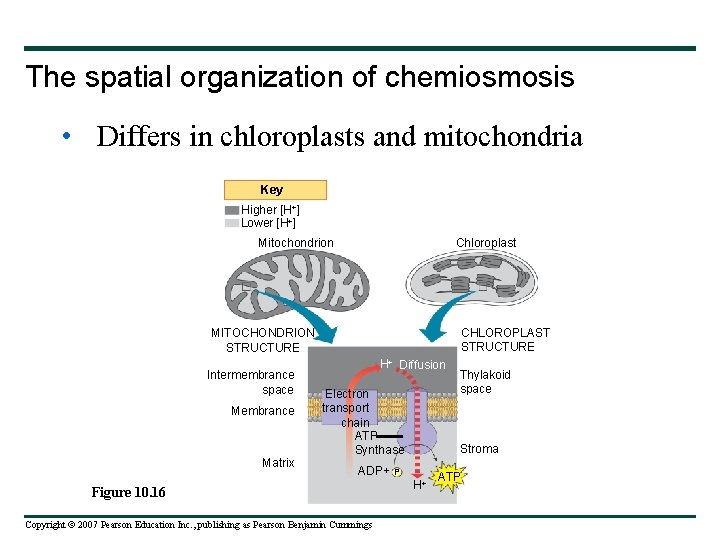 The spatial organization of chemiosmosis • Differs in chloroplasts and mitochondria Key Higher [H+]