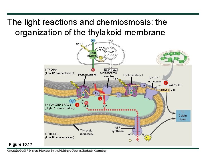 The light reactions and chemiosmosis: the organization of the thylakoid membrane H 2 O