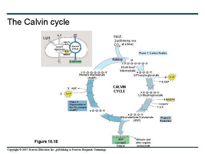 The Calvin cycle Light H 2 O Input 3 (Entering one CO 2 at
