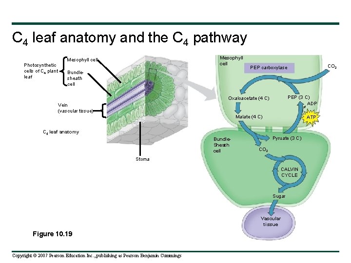 C 4 leaf anatomy and the C 4 pathway Mesophyll cell Photosynthetic cells of