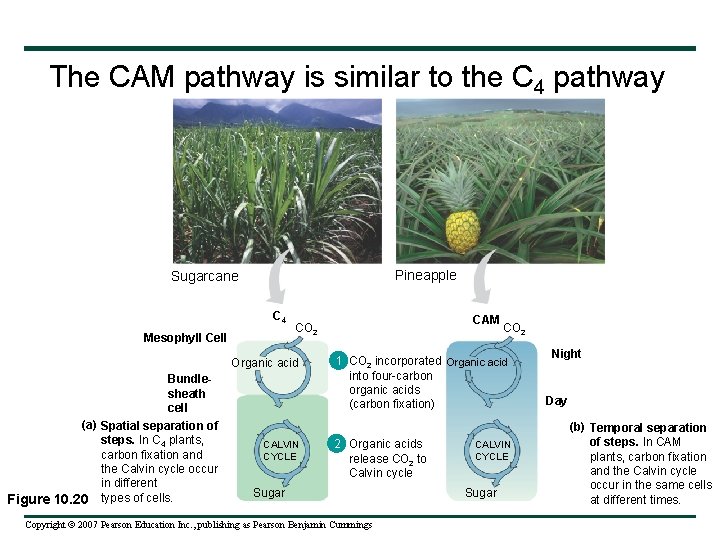 The CAM pathway is similar to the C 4 pathway Pineapple Sugarcane C 4