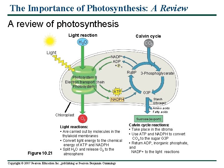 The Importance of Photosynthesis: A Review A review of photosynthesis Light reaction Calvin cycle
