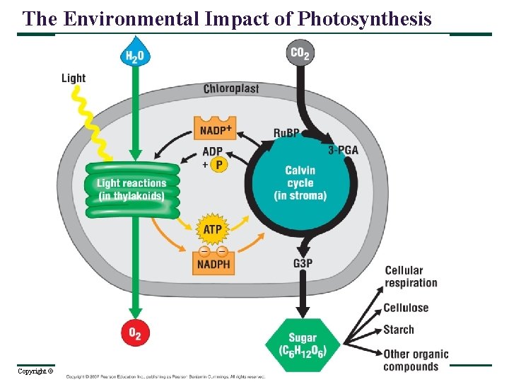 The Environmental Impact of Photosynthesis Copyright © 2007 Pearson Education Inc. , publishing as