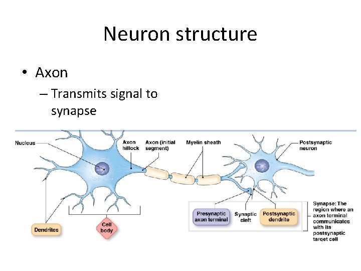 Neuron structure • Axon – Transmits signal to synapse 