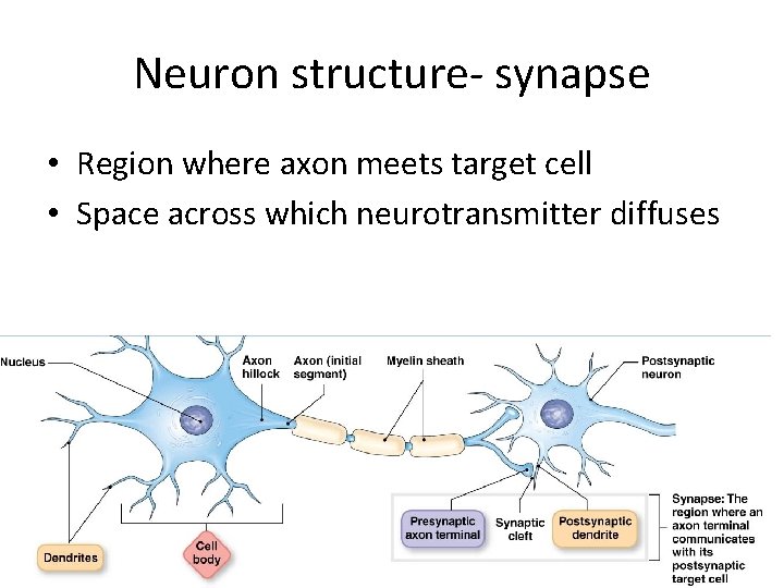 Neuron structure- synapse • Region where axon meets target cell • Space across which