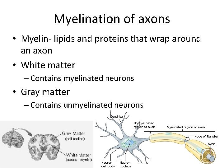 Myelination of axons • Myelin- lipids and proteins that wrap around an axon •