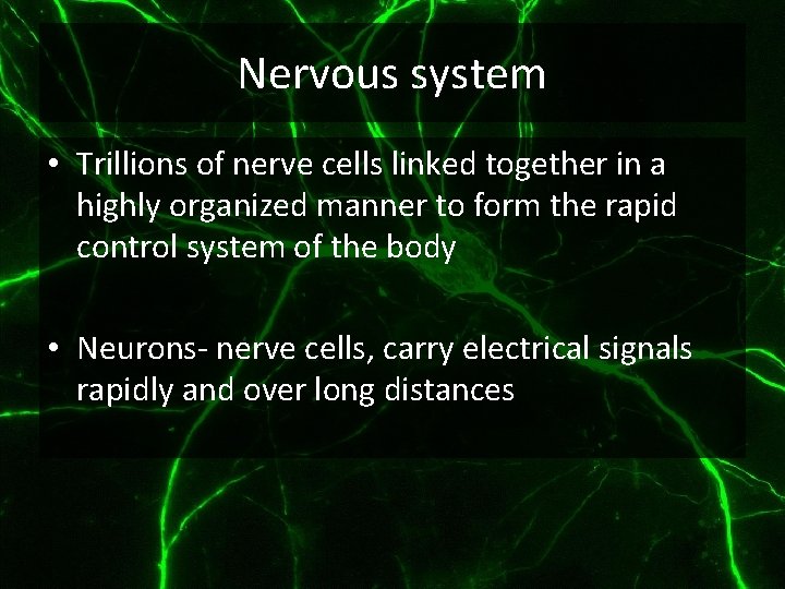 Nervous system • Trillions of nerve cells linked together in a highly organized manner