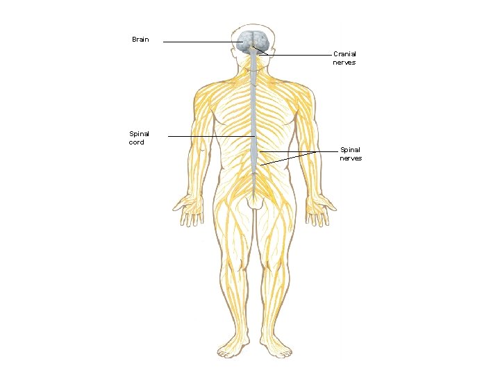 Brain Cranial nerves Spinal cord Spinal nerves 