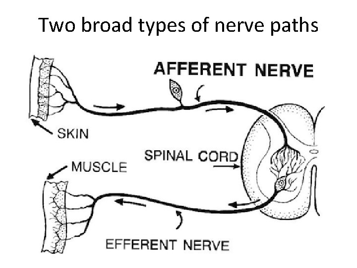 Two broad types of nerve paths 