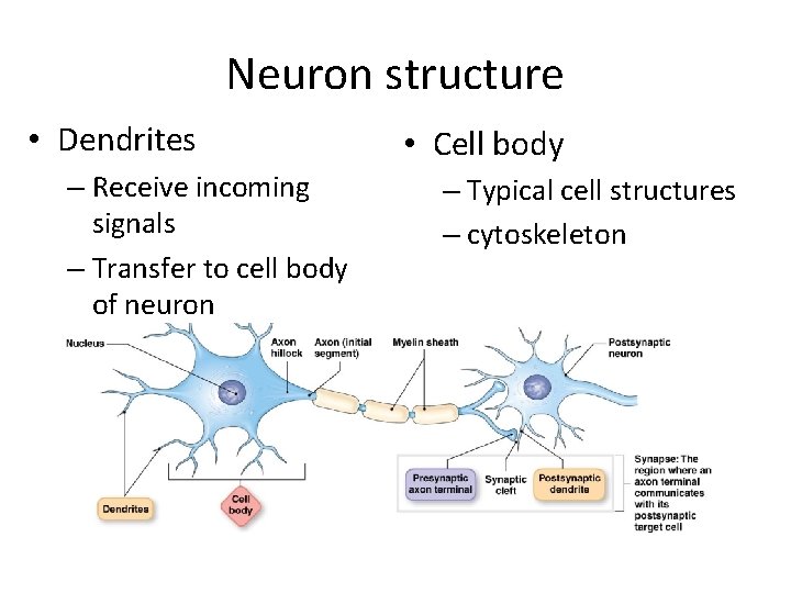 Neuron structure • Dendrites – Receive incoming signals – Transfer to cell body of