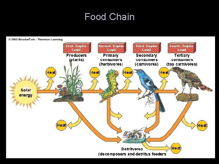 Food Chain 