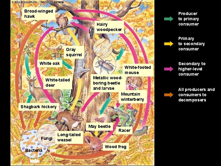 Broad-winged hawk Deciduous Forest. Hairy Animals Producer to primary consumer woodpecker Primary to secondary