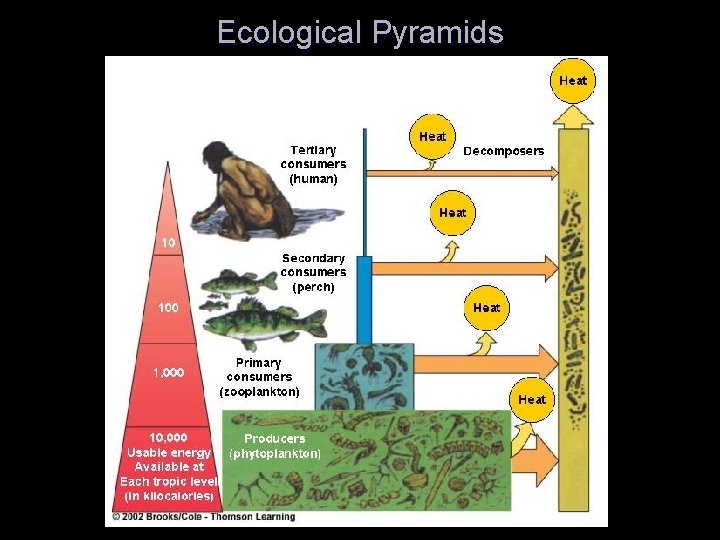 Ecological Pyramids 