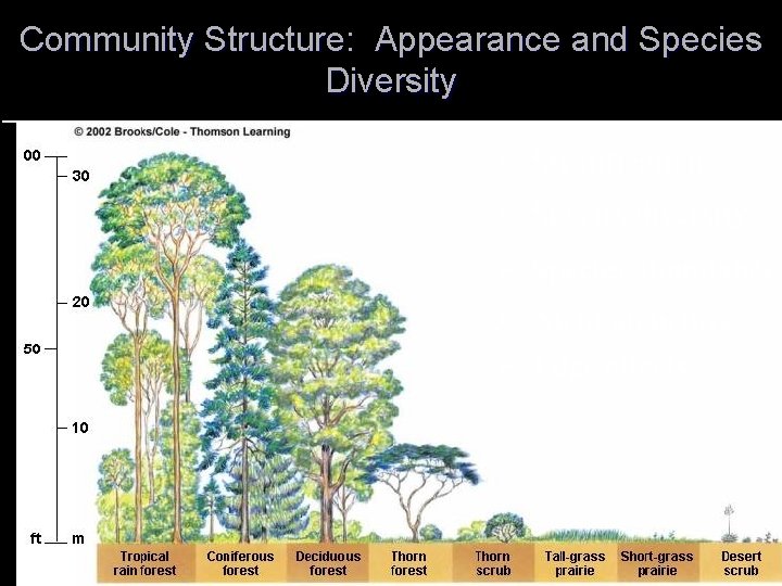 Community Structure: Appearance and Species Diversity Ø Stratification Ø Species diversity Ø Species abundance