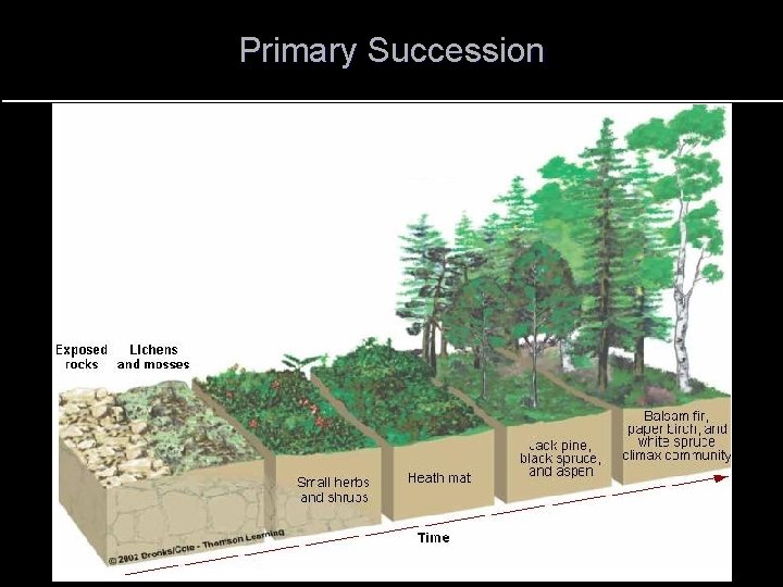 Primary Succession 