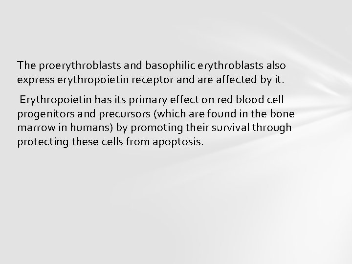 The proerythroblasts and basophilic erythroblasts also express erythropoietin receptor and are affected by it.