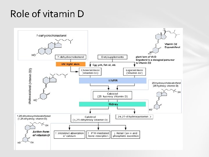 Role of vitamin D 