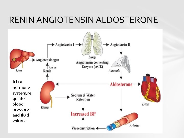RENIN ANGIOTENSIN ALDOSTERONE It is a hormone system, re gulates blood pressure and fluid