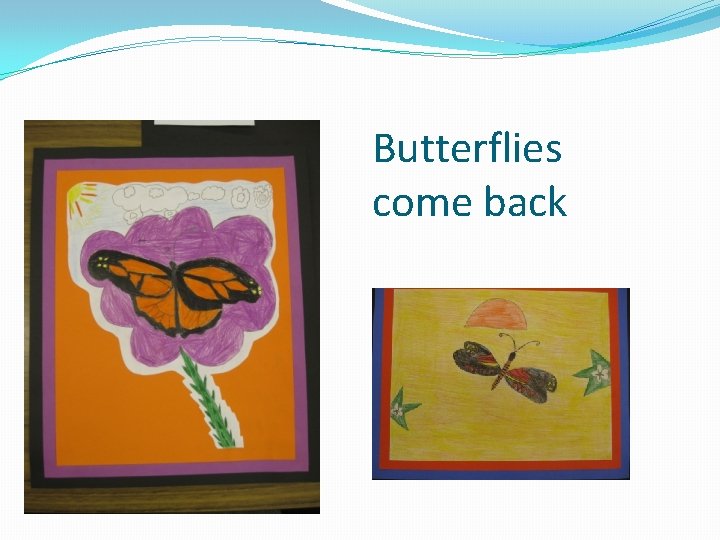 Butterflies come back 