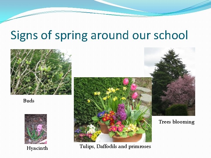 Signs of spring around our school Buds Trees blooming Hyacinth Tulips, Daffodils and primroses