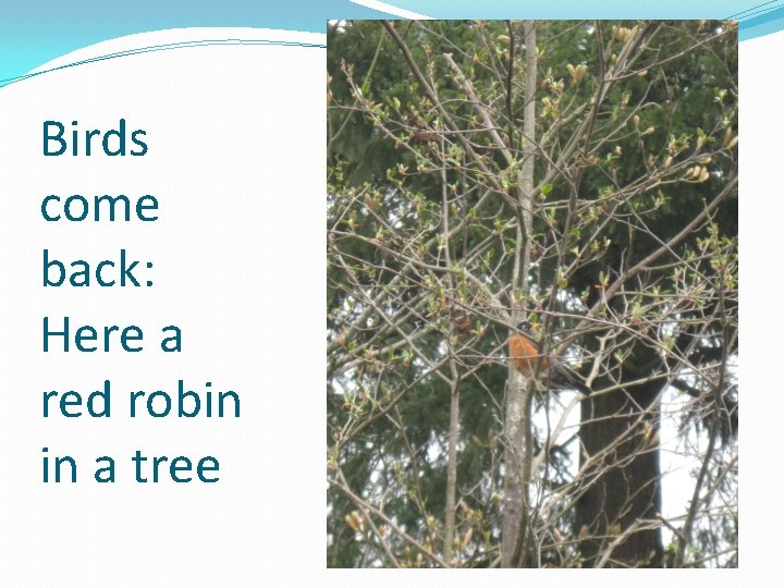 Birds come back: Here a red robin in a tree 