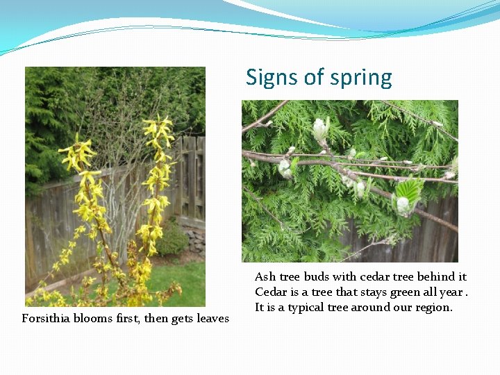 Signs of spring Forsithia blooms first, then gets leaves Ash tree buds with cedar
