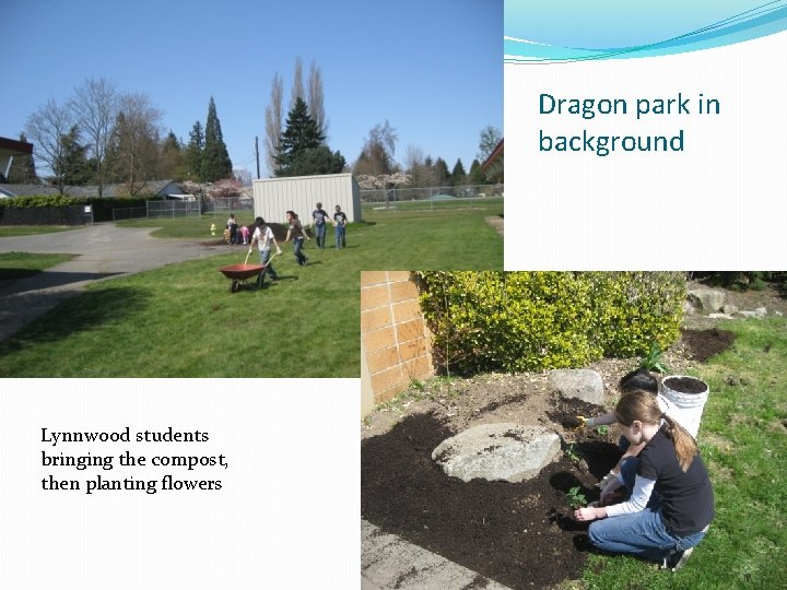 Dragon park in background Lynnwood students bringing the compost, then planting flowers 