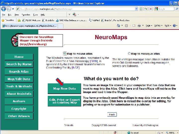One enters the Neuro. Maps Mapper through Brain. Info (http: //braininfo. org) 