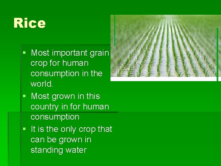 Rice § Most important grain crop for human consumption in the world. § Most