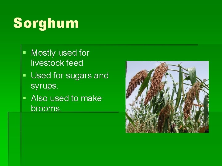 Sorghum § Mostly used for livestock feed § Used for sugars and syrups. §