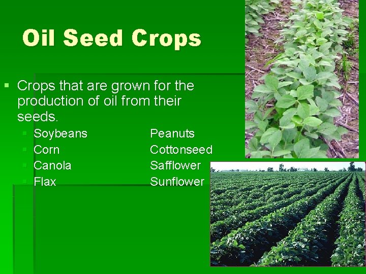 Oil Seed Crops § Crops that are grown for the production of oil from