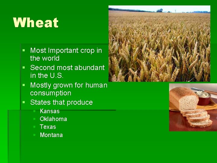 Wheat § Most Important crop in the world § Second most abundant in the