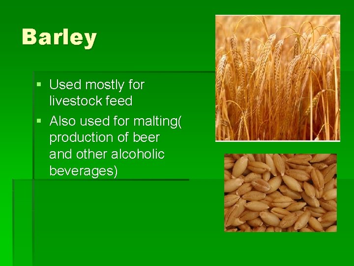 Barley § Used mostly for livestock feed § Also used for malting( production of