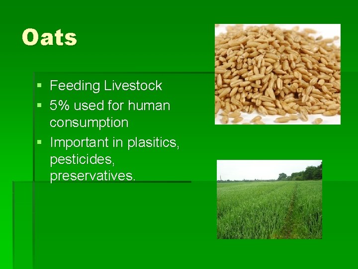 Oats § Feeding Livestock § 5% used for human consumption § Important in plasitics,