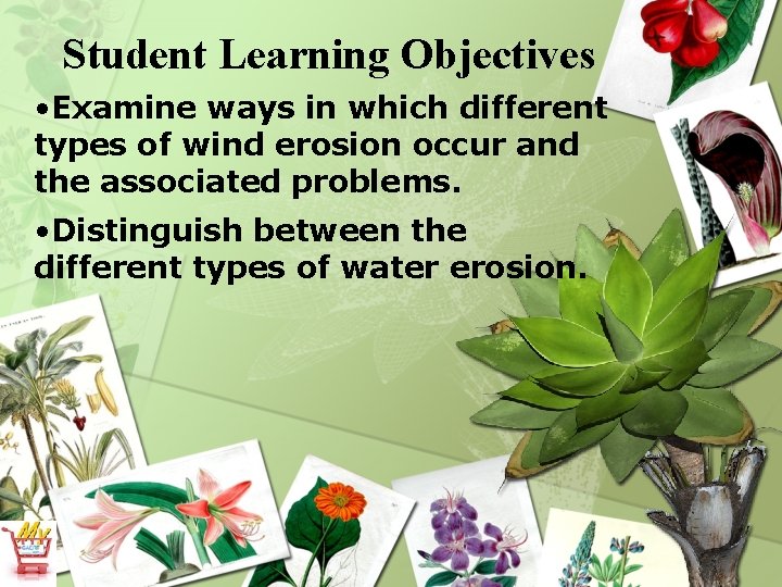 Student Learning Objectives • Examine ways in which different types of wind erosion occur