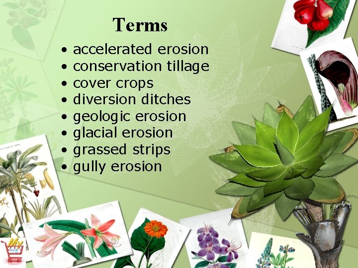 Terms • • accelerated erosion conservation tillage cover crops diversion ditches geologic erosion glacial