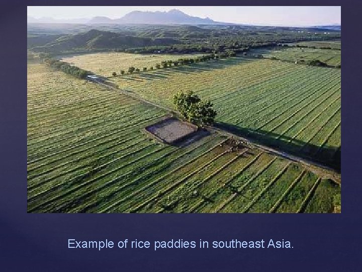 Example of rice paddies in southeast Asia. 