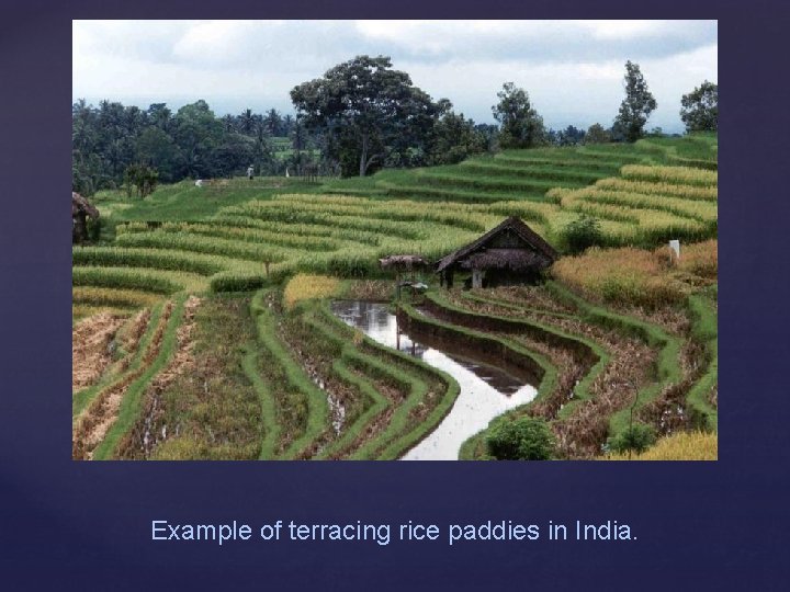 Example of terracing rice paddies in India. 