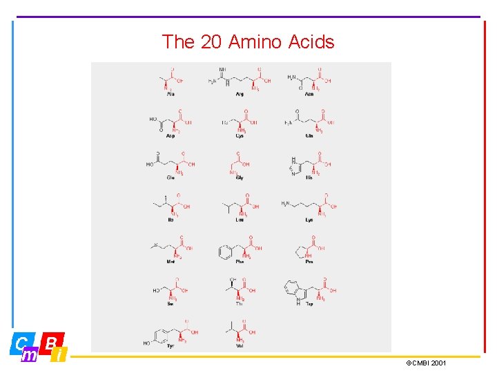 The 20 Amino Acids ©CMBI 2001 