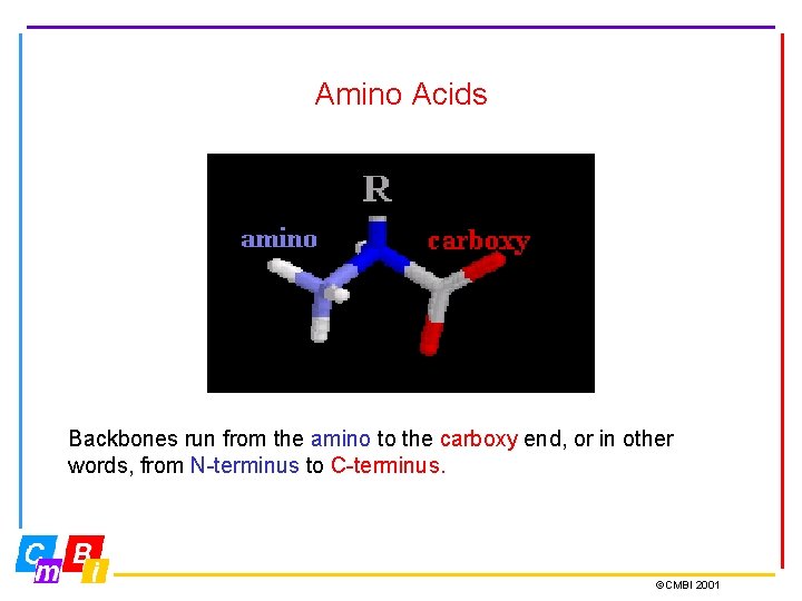 Amino Acids Backbones run from the amino to the carboxy end, or in other