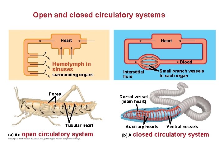 Open and closed circulatory systems Heart Hemolymph in sinuses surrounding organs Pores Blood Small