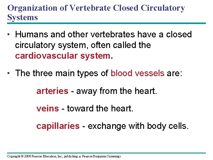 Organization of Vertebrate Closed Circulatory Systems • Humans and other vertebrates have a closed