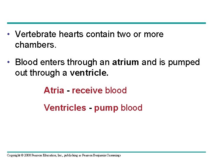  • Vertebrate hearts contain two or more chambers. • Blood enters through an