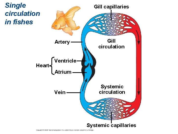 Single circulation in fishes Gill capillaries Artery Heart Gill circulation Ventricle Atrium Vein Systemic