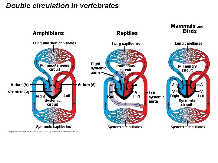 Double circulation in vertebrates Amphibians Reptiles Lung and skin capillaries Pulmocutaneous circuit Atrium (A)