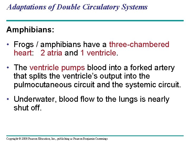 Adaptations of Double Circulatory Systems Amphibians: • Frogs / amphibians have a three-chambered heart: