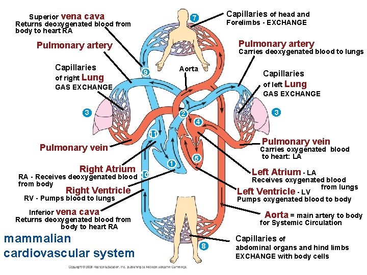 Superior vena cava Returns deoxygenated blood from body to heart RA Capillaries of head