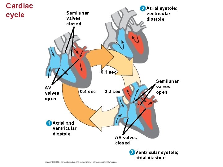 Cardiac cycle 2 Atrial systole; ventricular diastole Semilunar valves closed 0. 1 sec AV